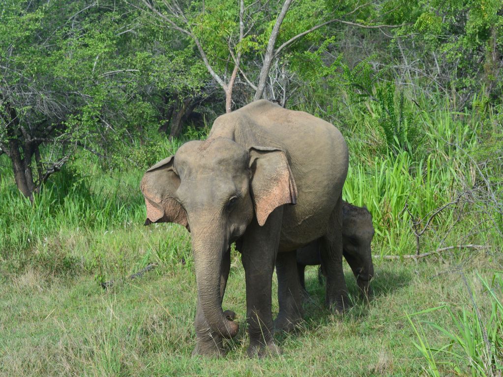 Olifanten in Sri Lanka